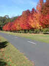 autumn_leaves_3_lr.jpg (86187 bytes)